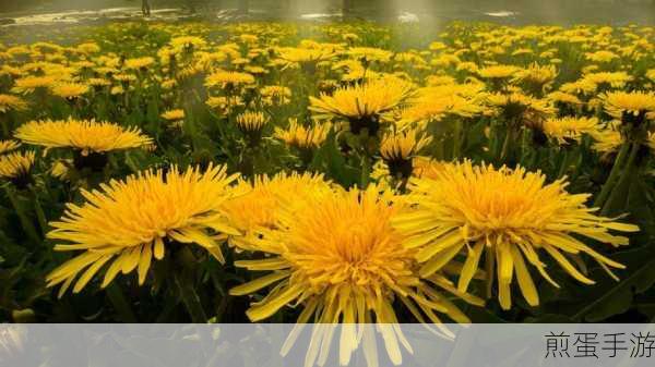 后面菊花开过和没开过的区别:菊花盛开与未开的鲜明对比