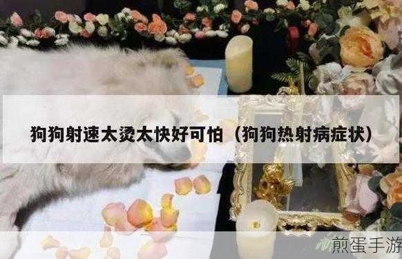 狗狗射速太快对女生有伤害吗：狗狗射速过快对女性的潜在影响