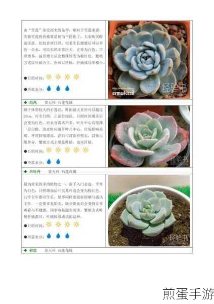 皇家共享小公主多肉养护方法：皇家共享小公主多肉养护秘籍大揭秘 🌱👑