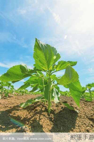 开垦母亲肥沃的土地：开垦母亲肥沃的土地，共享丰收的希望与未来 🌱🌻