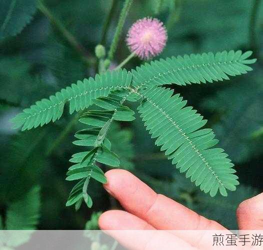 含羞草成年实验所:探索含羞草成年实验所的奥秘与奇观🌱🔬