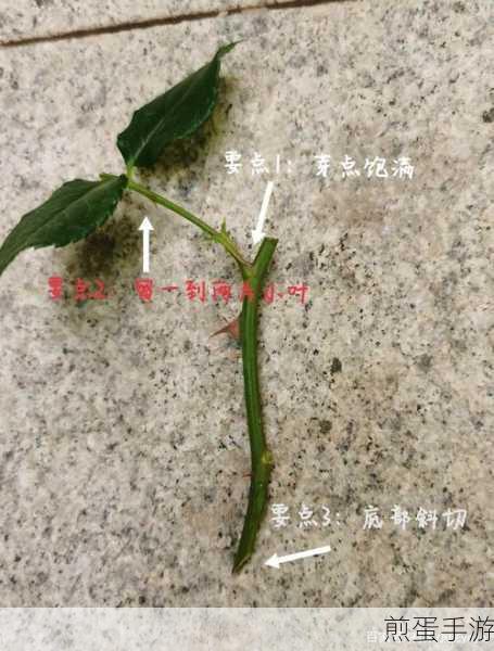 欧式72种扦插法的注意事项（欧式72种扦插法注意事项全面解析）