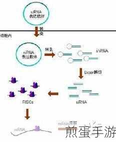rnascope原位杂交(拓展rNAScope技术在细胞研究中的应用与前景)