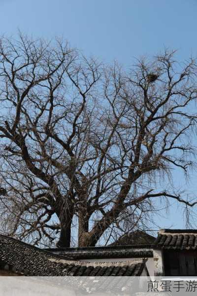 江南水乡邻里情，共绘和谐家园梦，策略探索与实践