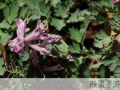 妄想山海如意金钩在哪摘-如意金钩花束制作方法介绍，掌握这些技巧，轻松获取如意金钩