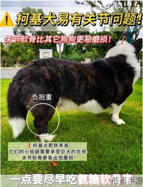 龙之谷手游柯基犬怎么兑换,成为游戏达人的必备秘籍