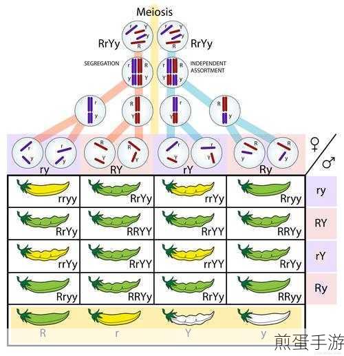 探索遗传学奥秘,用孟德尔分离定律解锁手游新玩法