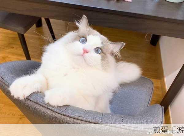 剑侠世界 3 布偶猫怎么获得,成为江湖萌宠达人的秘诀