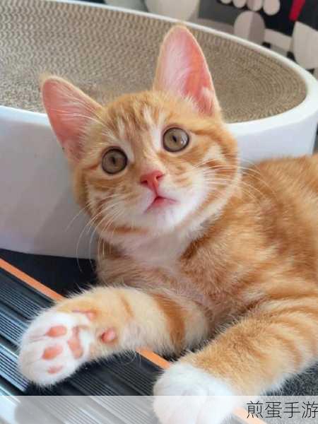橘猫萌翻天!A Day For A Kitten橘猫的一天测试版等你来领养