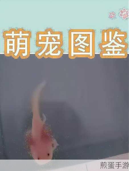 Axolochi萌宠蝾螈,打造你的温暖治愈系萌宠乐园