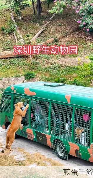 打造梦幻野生动物园,体验经营乐趣——我的动物园中文版下载指南