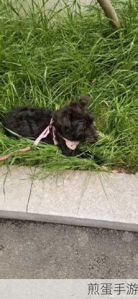微博绿色歪头娃娃怎么领养,成为热门话题的背后