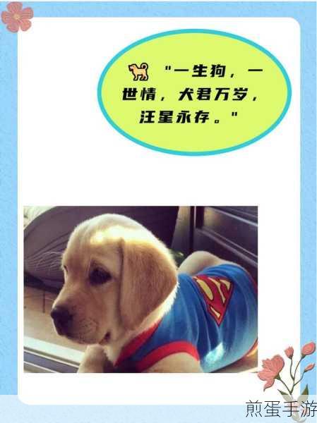 萌宠治愈系新选择，我与汪星人，共赴可爱之旅