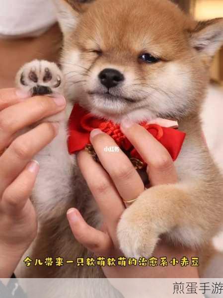 萌宠治愈新选择,治愈萌柴犬游戏下载指南