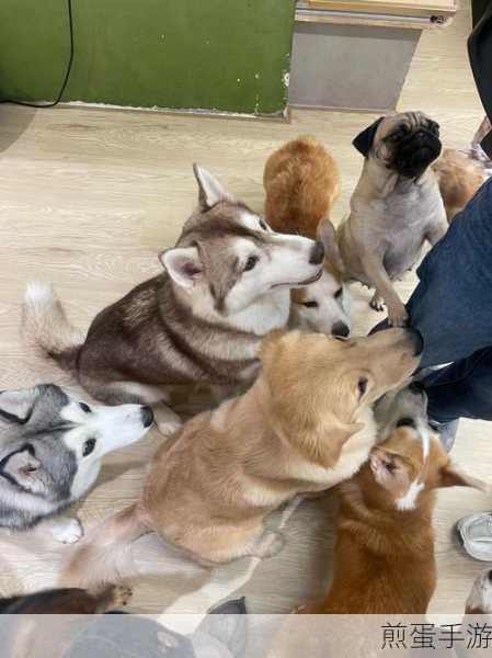 萌宠养成新体验,养了个猫APP带你玩转休闲时光