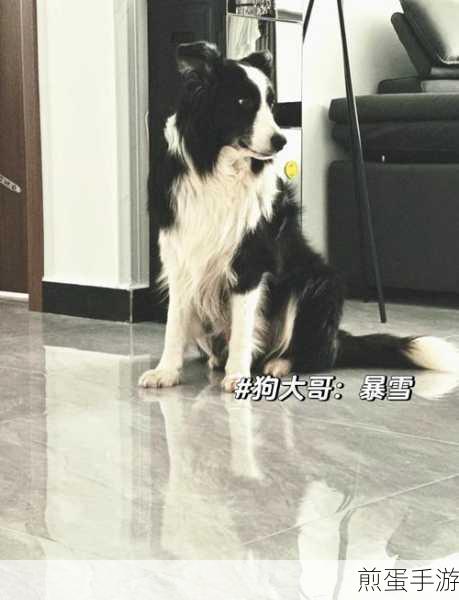 萌宠大作战腾讯版如何下载,最新攻略秘籍大揭秘