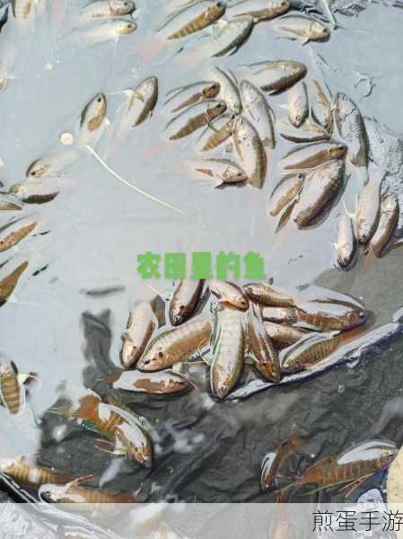 斗鱼贵族鱼翅会过期吗-斗鱼的贵族鱼翅不用会清零吗,深度揭秘斗鱼贵族鱼翅的有效期谜团