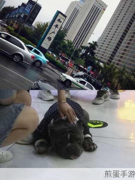 小猫咪大城市探险,揭秘动作呸的获取秘籍