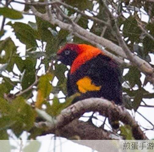 心动小镇黄头辉亭鸟寻觅指南