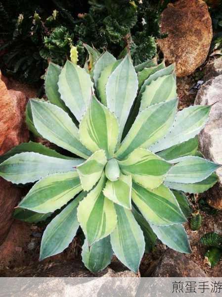 重生细胞植物园解锁秘籍,开启神秘绿意之旅