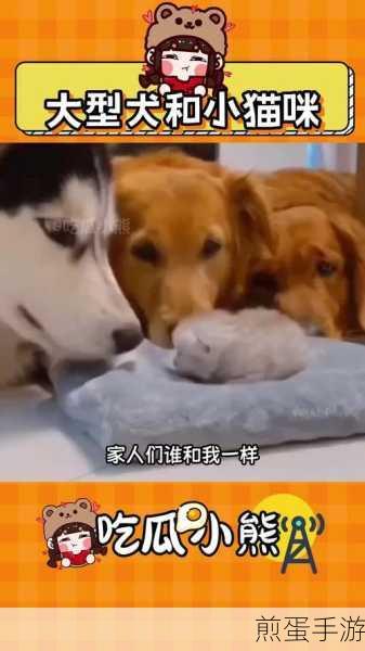 萌宠甜蜜挑战!猫猫狗狗冰淇淋攻略全解析